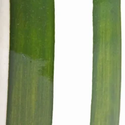 Céladon Paris Bouteille d'huile | Vert Linhas Clearance